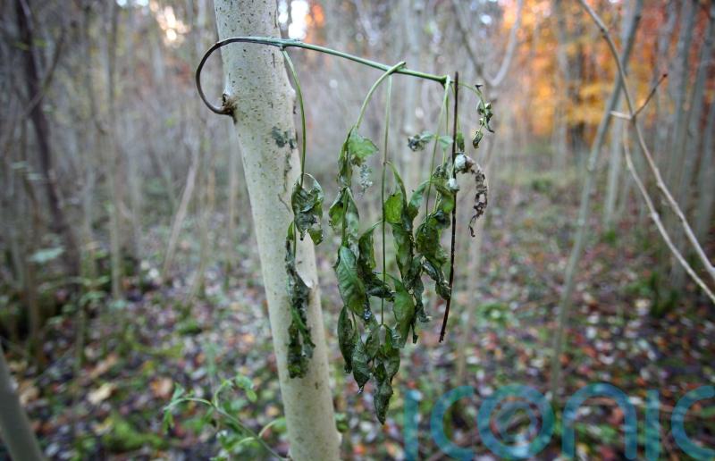 Ban soil imports to save native plant and animal species, say conservationists