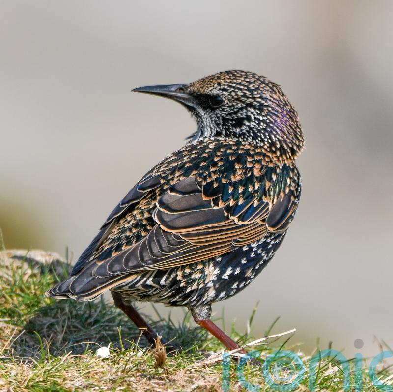 Pesticides and fertilisers driving down bird species, study finds