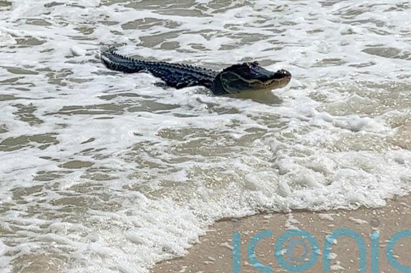Alligator spotted at Alabama beach amid the waves