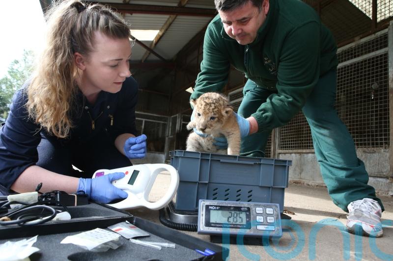 Future of veterinary education ‘sits on a precipice’ amid funding shortfall
