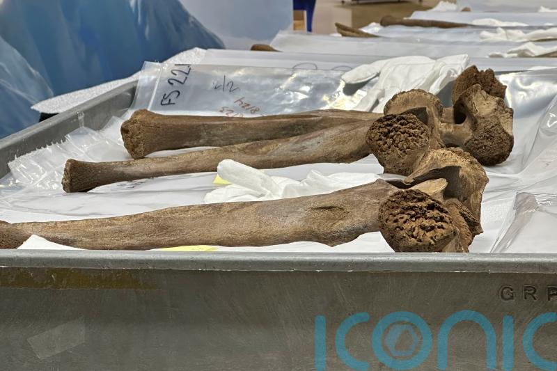 Bones from mastodon which died 13,000 years ago put on display