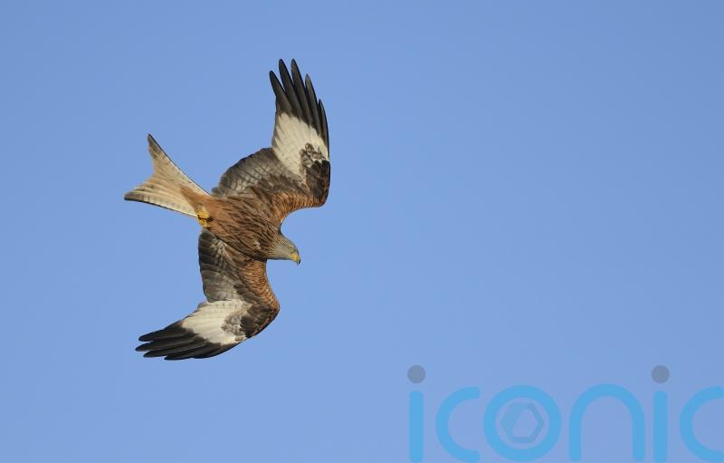 Man sentenced for poisoning birds of prey