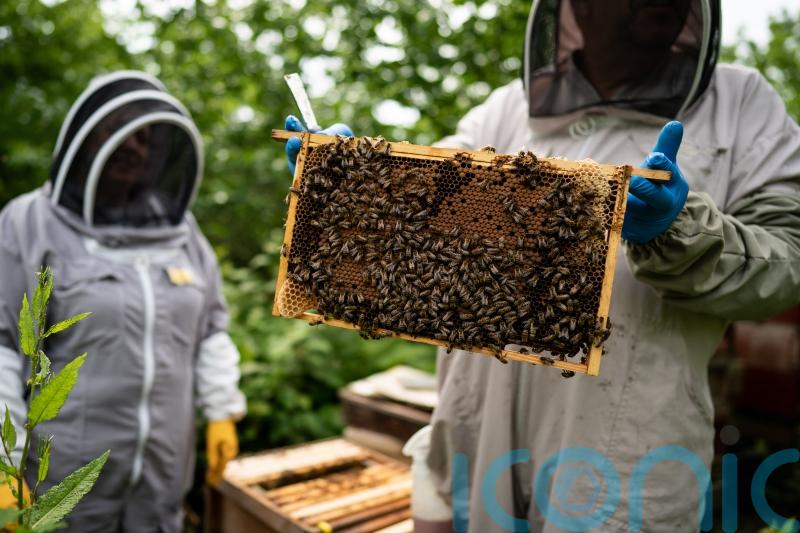 Honey produced at Buckingham Palace served to garden party guests