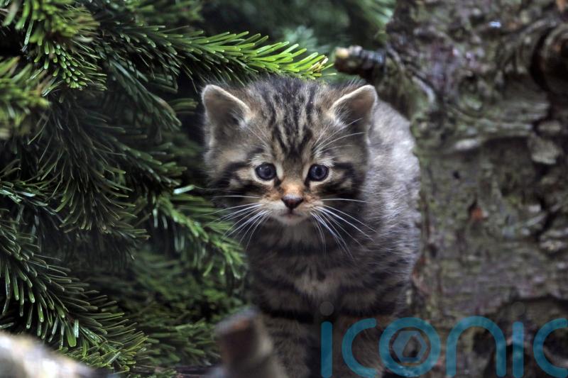 Wildcat kittens doing well and exploring home at wildlife park, say keepers