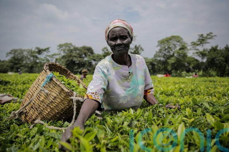 Kenya tea company suspends operations after protesters burn harvesting machines