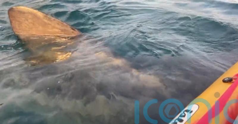 Basking shark swims under kayak in ‘surreal’ experience off Irish coast