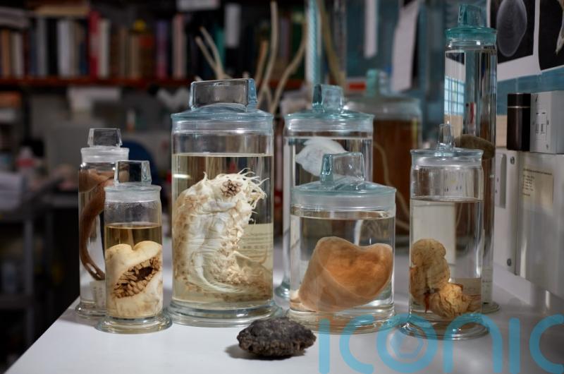 Nearly 200 unique species found in area attracting deep sea mining interests