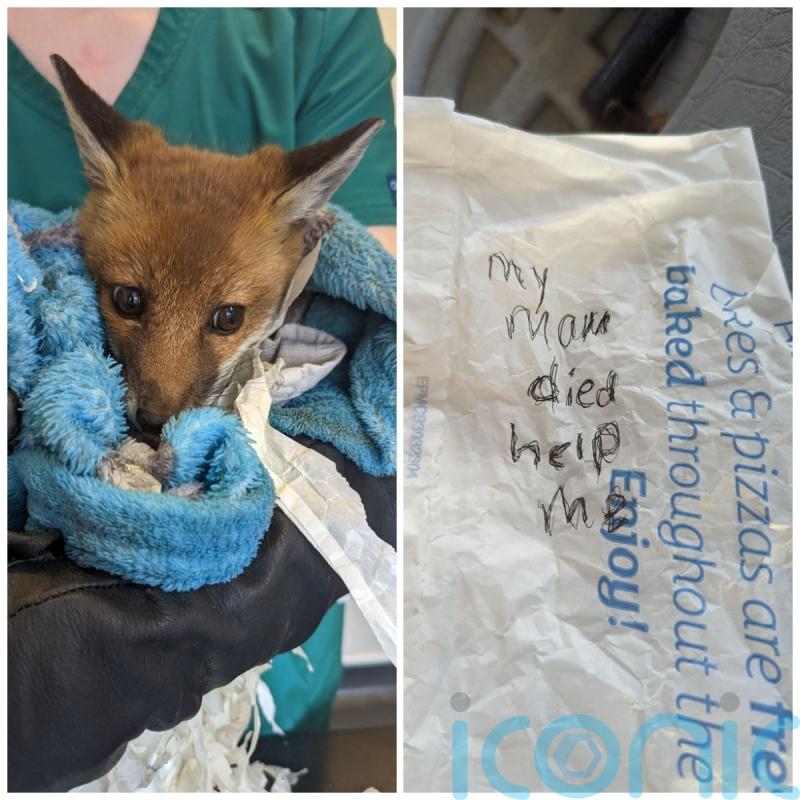 Orphaned fox cub abandoned on roadside with ‘help me’ note