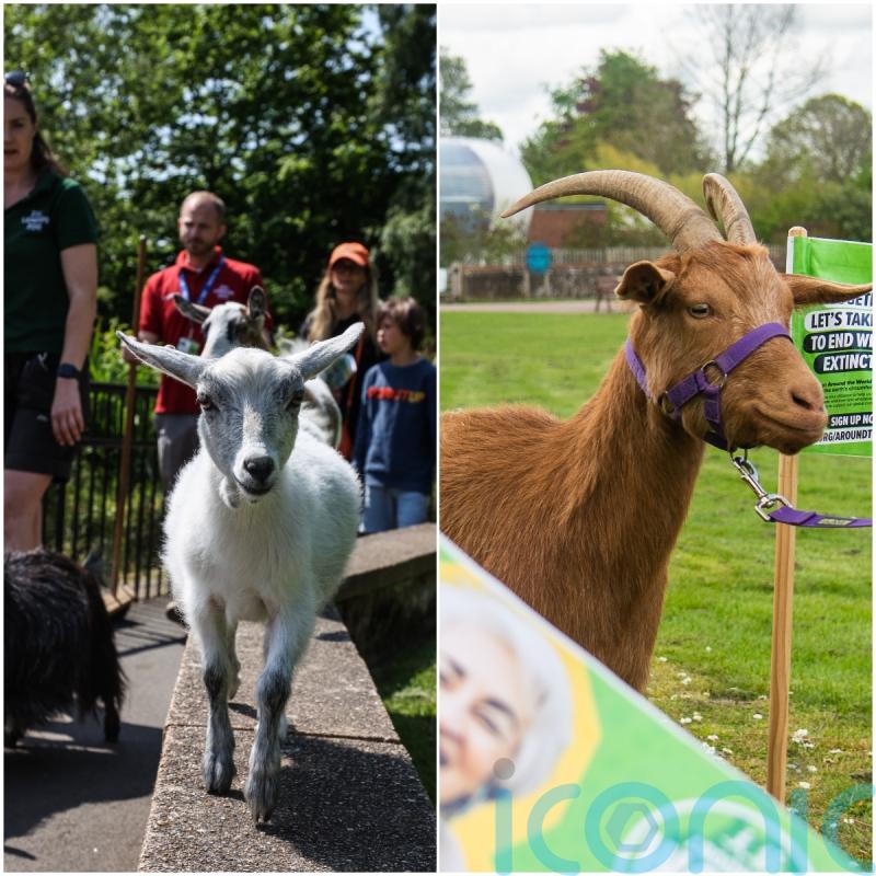 Goats from ZSL conservation zoos to race each other in charity challenge