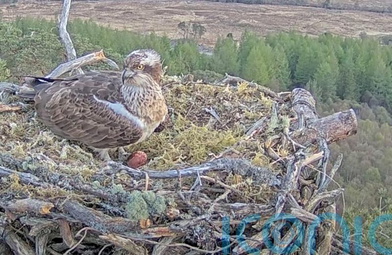 First osprey chick hatches at wildlife reserve as fans watch on livestream