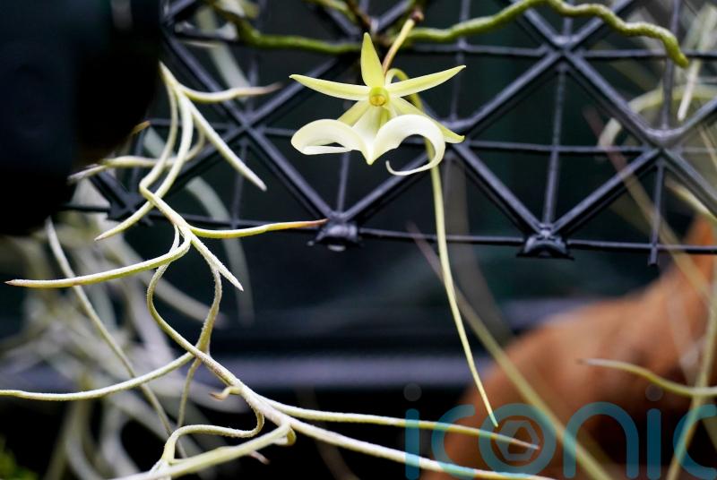 Rare orchid flowers for first time in UK at Kew Gardens