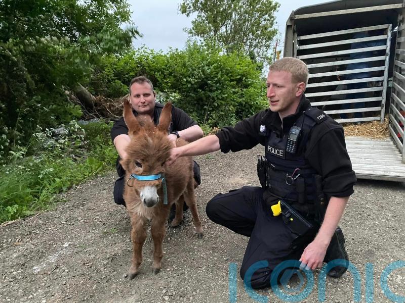 Baby donkey stolen from farm is reunited with mother and ‘ecstatic’ owners