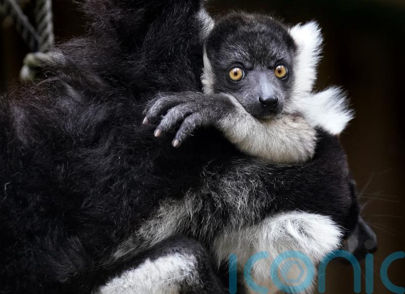 ‘Game changing’ research reveals full genome sequences of hundreds of primates