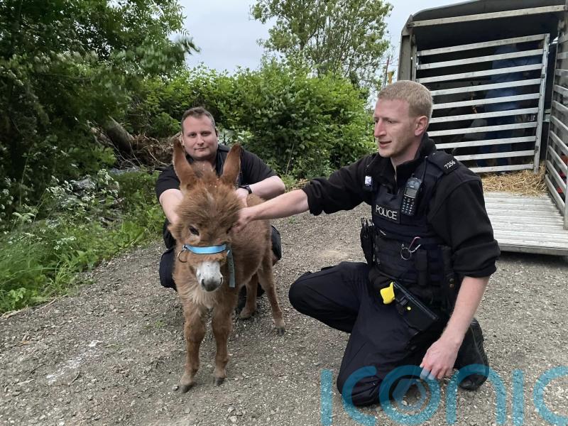 Two men arrested over theft of donkey foal Moon