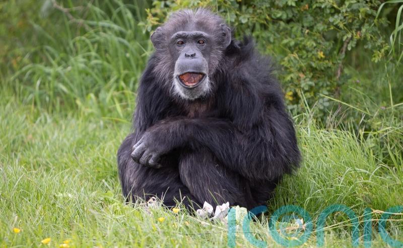 Zoo’s oldest chimp reaches grand old age of 50
