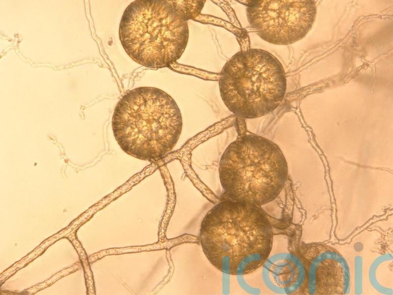 Fungi could be ‘untapped potential’ of carbon storage, study suggests