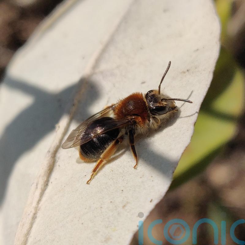 Farming practices failing to stop invertebrate decline, says study