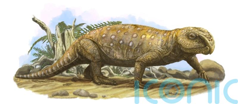 Triassic herbivores starved to death as diet took toll on teeth, study suggests