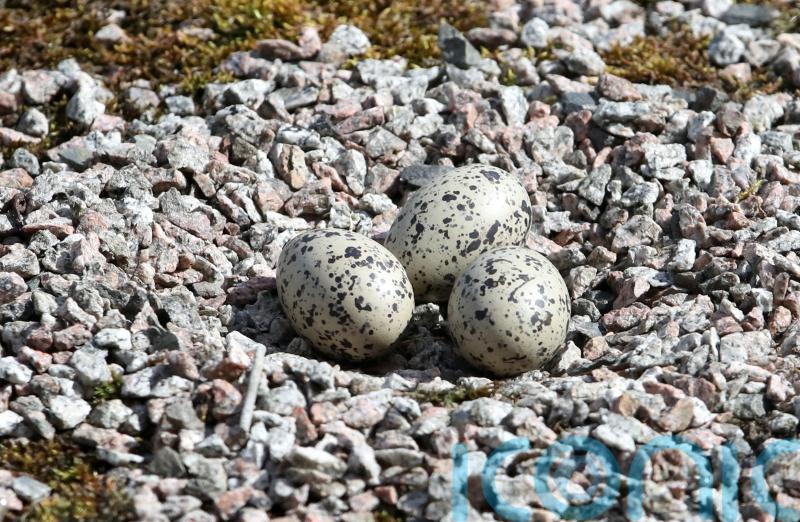 Earliest reptiles and birds may have given birth to live young, study suggests