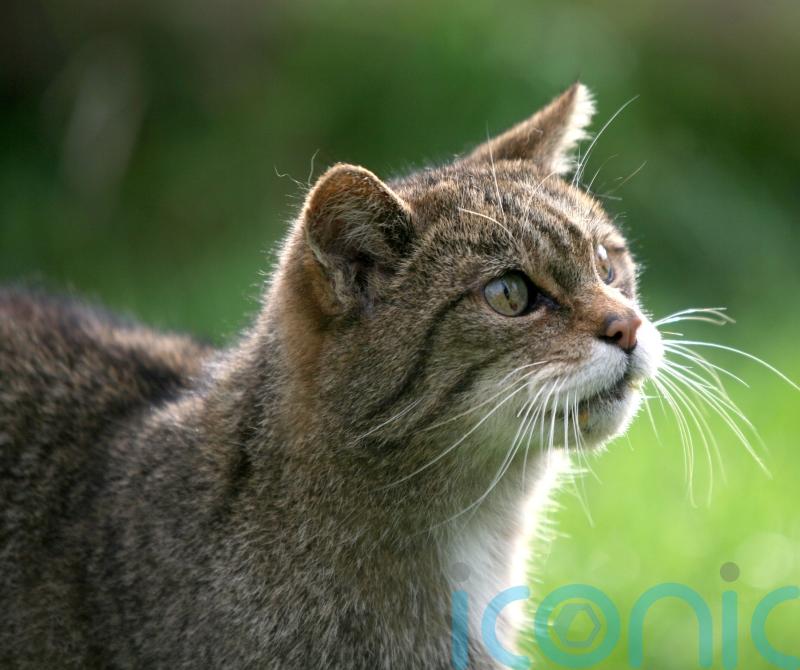 Wildcats bred in captivity released in national park