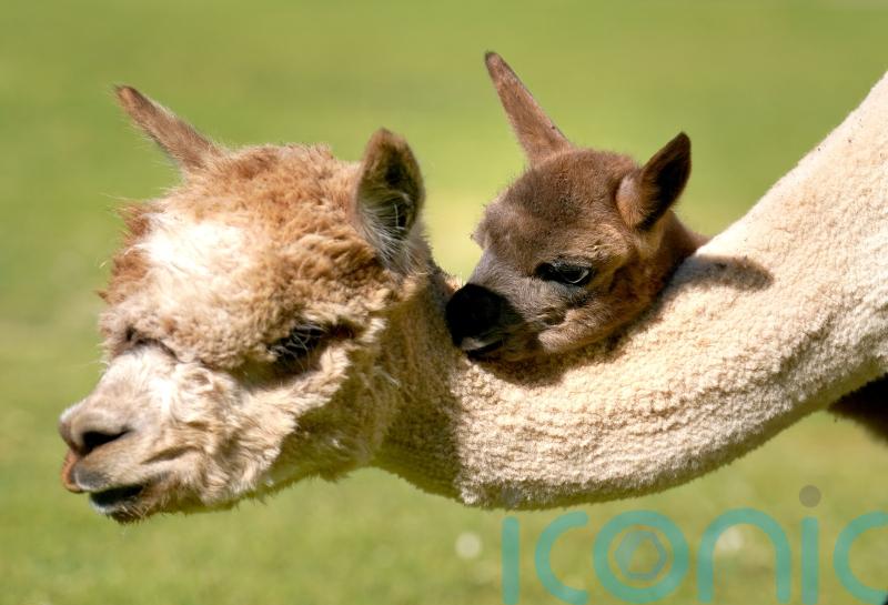 Baby alpaca settling into life at safari park