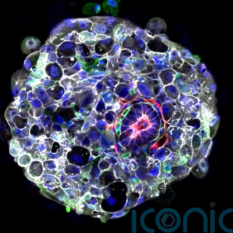 ‘Synthetic’ human embryos created without eggs or sperm