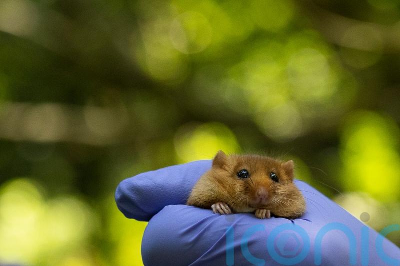 Hazel dormice reintroduced into Derbyshire woodland