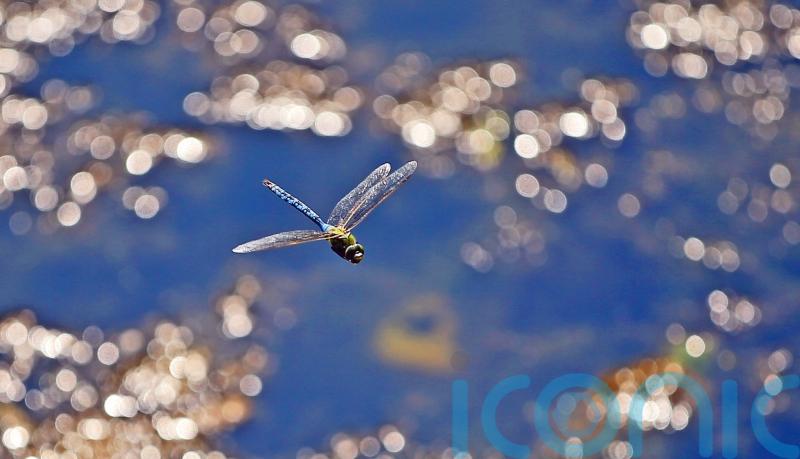 ‘Spectacular movements of dragonflies’ because of recent hot weather