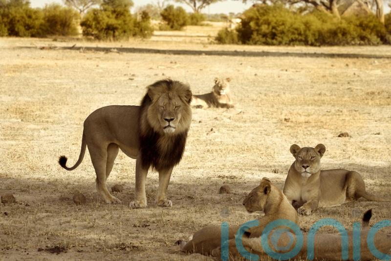 Warnings trophy-hunting ban could be ‘thwarted’ as Tory peers express concerns