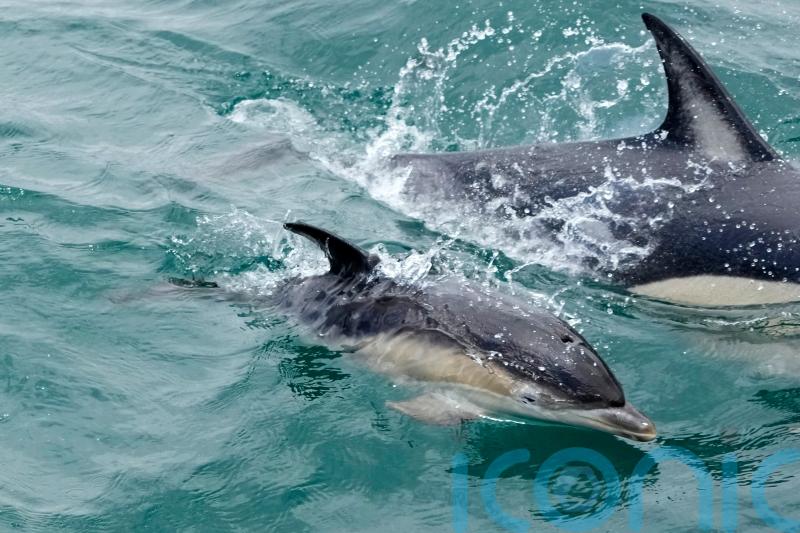 UN members adopt first treaty to protect marine life in the high seas