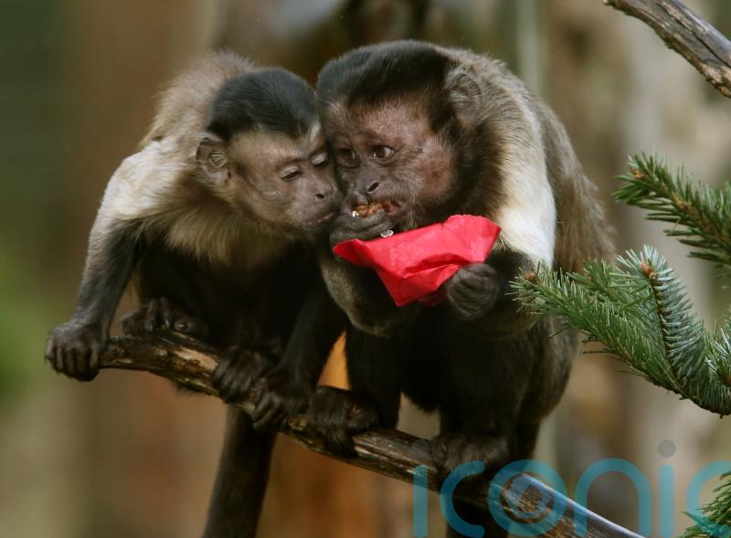Keeping primates as pets to be banned under Government proposals