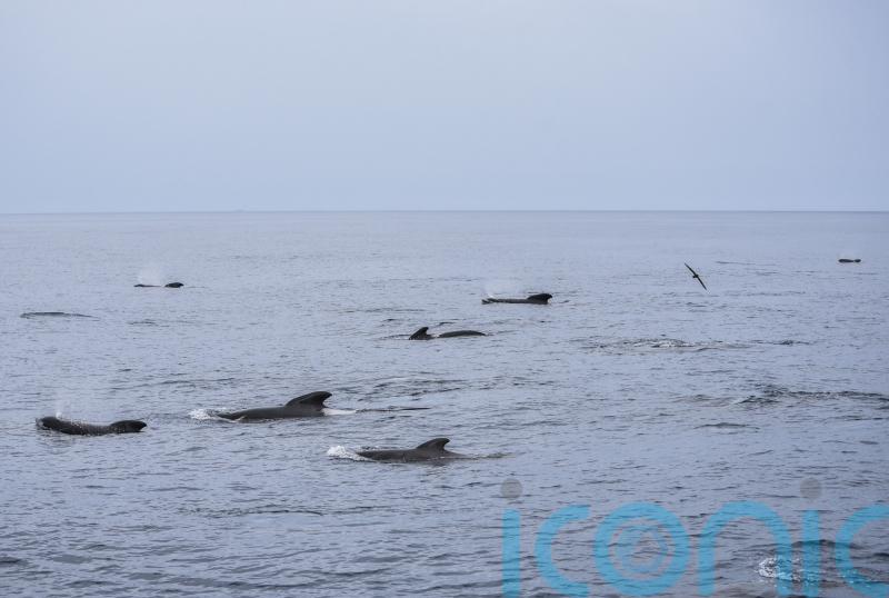 Species recorded in Argentine Sea prompts concerns over planned oil exploration
