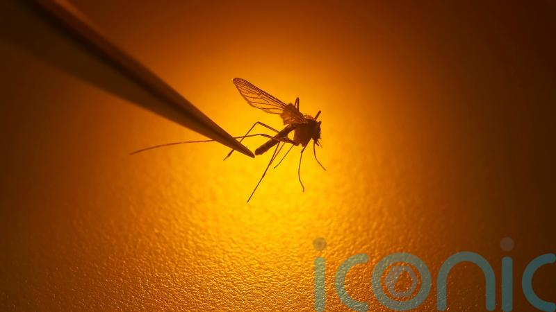 Growing risk of mosquito-borne viral diseases due to climate change – EU agency