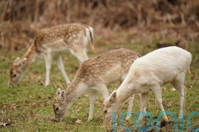 Land managers given more power to control deer population