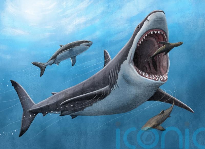 Megalodon body temperature ‘was about 7C warmer than surrounding water’