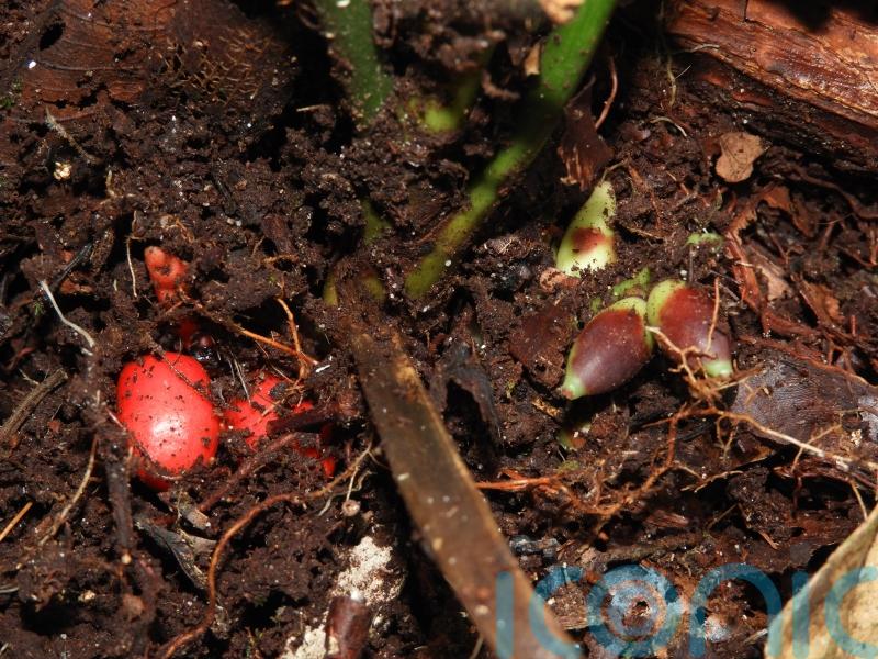 New rare palm species found to flower underground