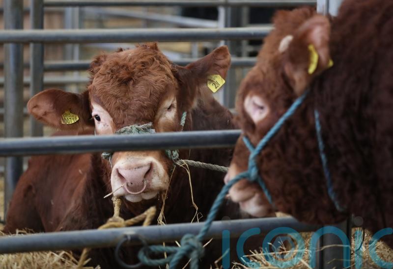 Agriculture Bill ‘kicked down the road’ over independence debate, say Tories