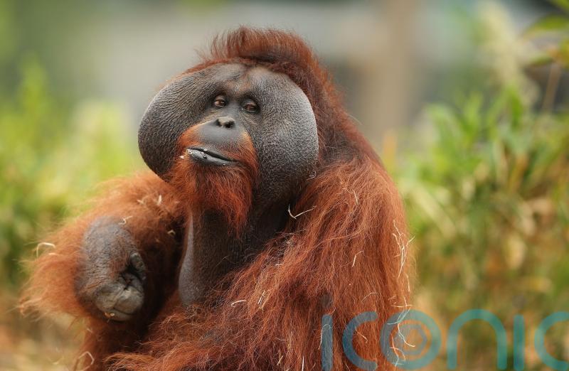 Orangutans ‘can make two sounds at the same time, similar to human beatboxing’
