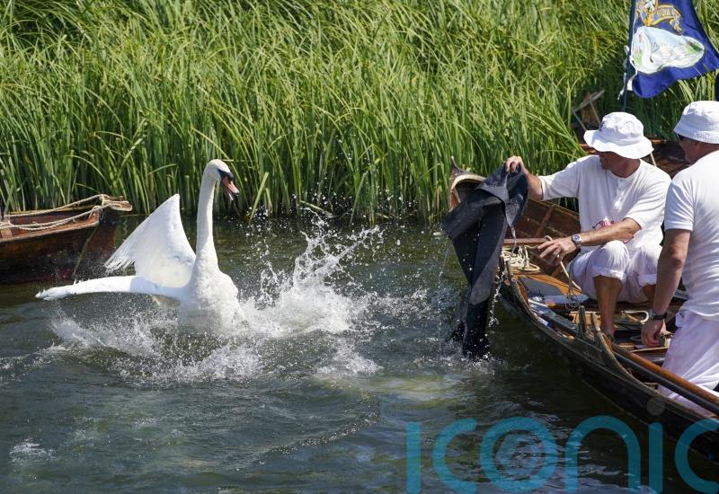 First Swan Upping of King’s reign to take place in July