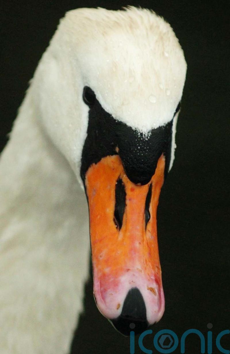 Trains suspended on £19bn Elizabeth line due to swan on the track