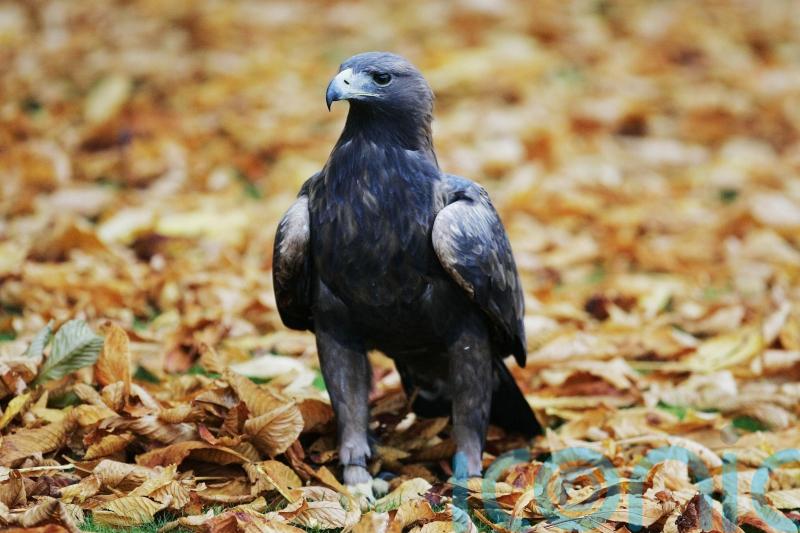Avian flu may have harmed eagle breeding, study finds