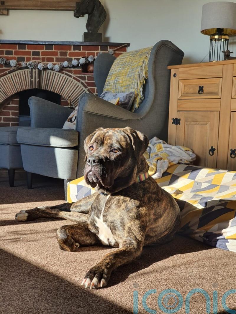 Family thanks charity for saving pet dog which swallowed 14 screws