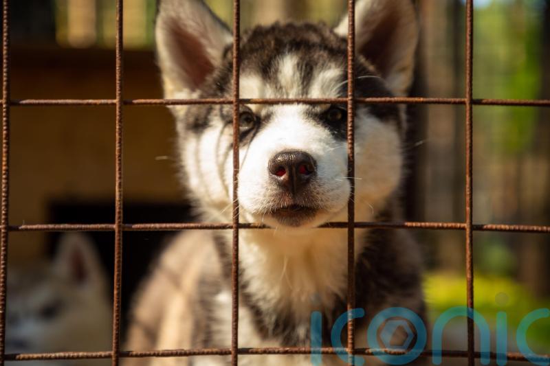 Public asked for their views on how to improve welfare of dogs in Scotland