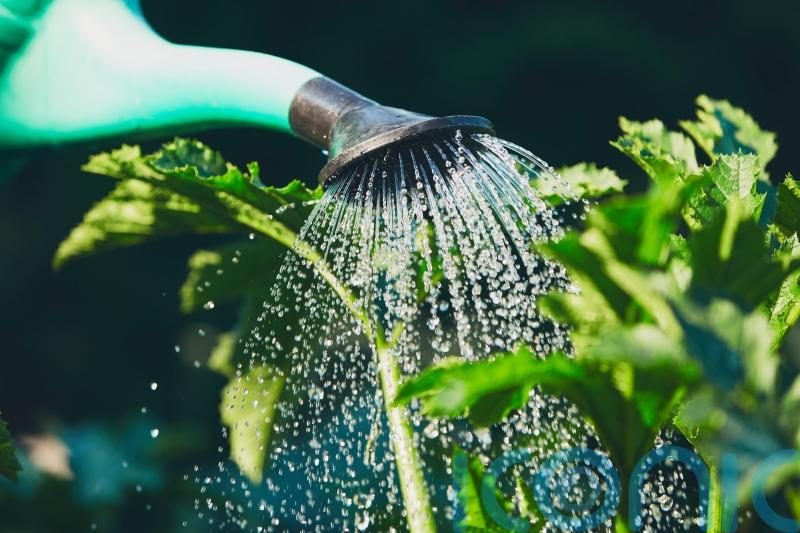 GUIDE: How to be waterwise in your garden in Carlow this summer