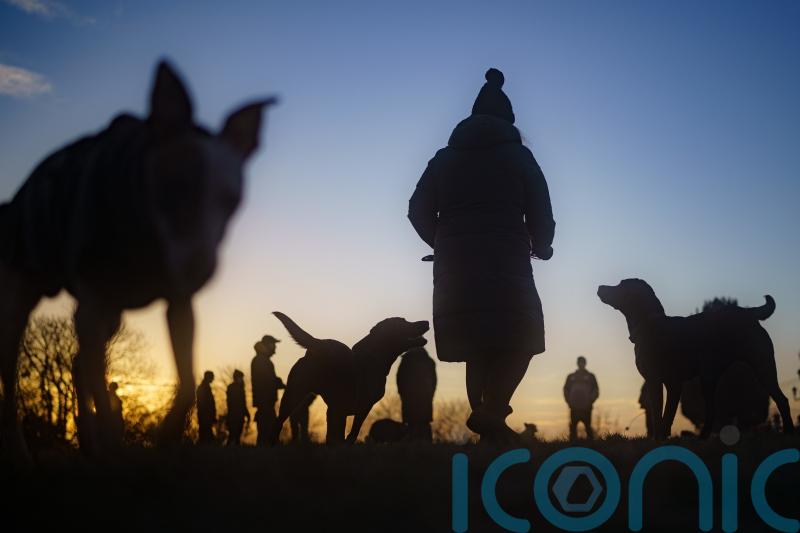 Views wanted on licensing plans for dog walkers and other animal services