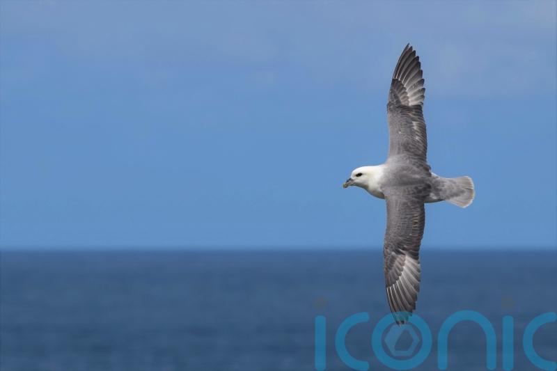 Plastic debris in the Mediterranean ‘most dangerous for threatened seabirds’
