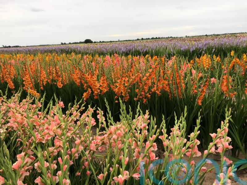Gladioli demand surges as shoppers seek ‘affordable bouquets’