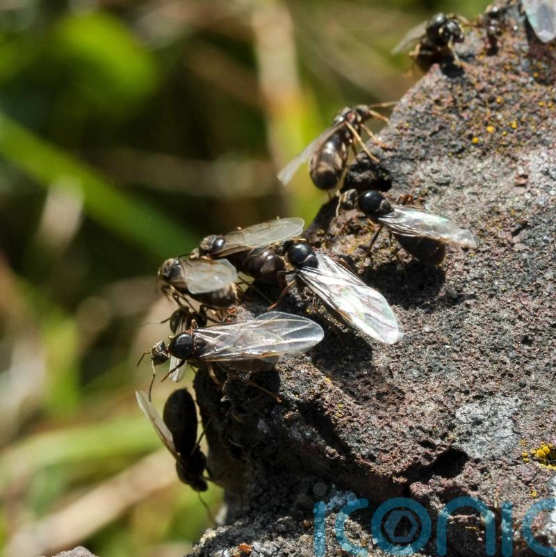 Mile-long swarm of flying ants spotted near south coast and more could be on way