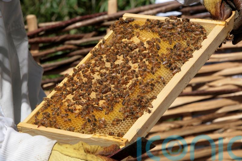 Honeybee parasite could be tripped up by its distinctive walk – study