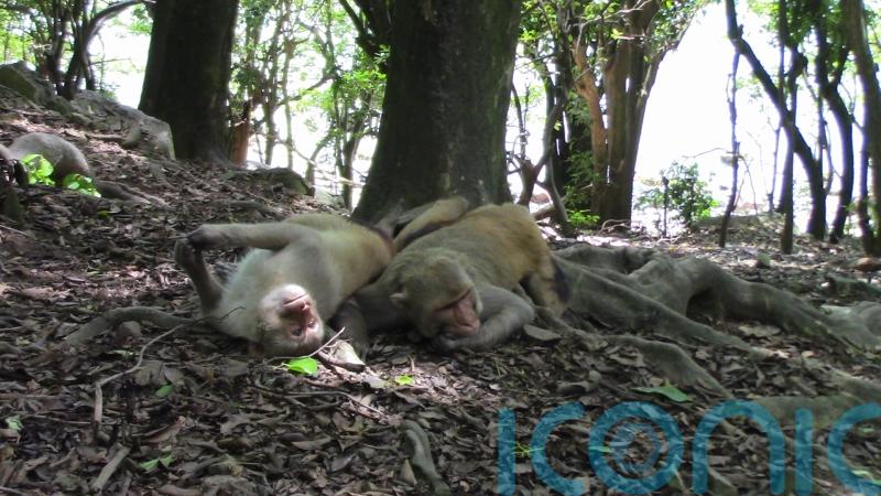 Same-sex sexual behaviour is widespread in macaque monkeys, study suggests